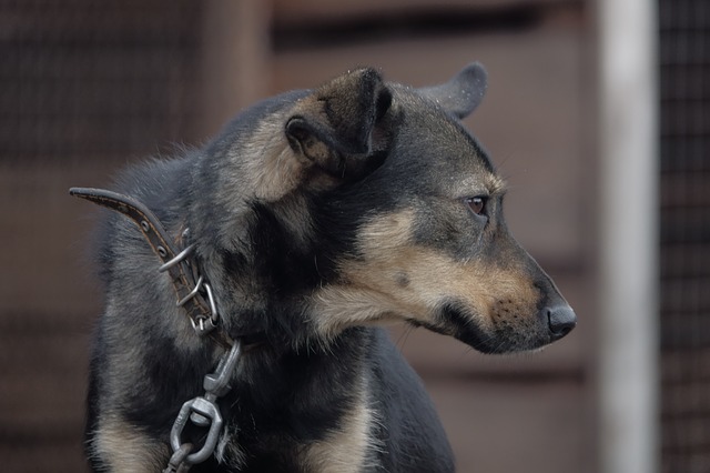 Best Dog Chain Collars