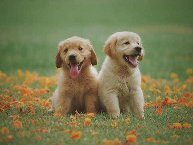 Best Pet Supplements