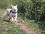 Protein Powders for Dogs
