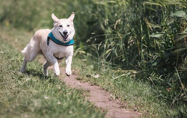 Protein Powders for Dogs with Types, Benefits, Disadvantage and the Best Choice