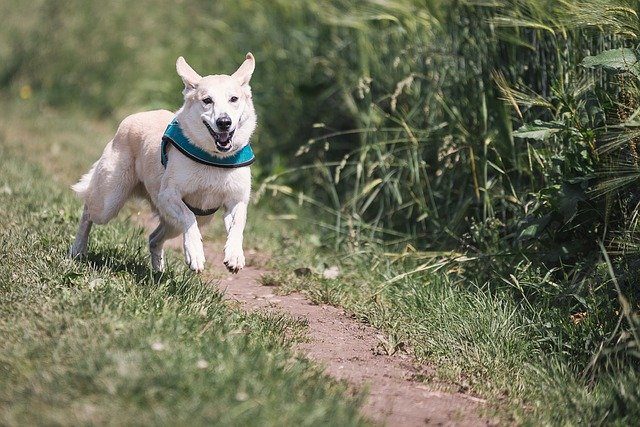 Protein Powders for Dogs with Types, Benefits, Disadvantage and the Best Choice