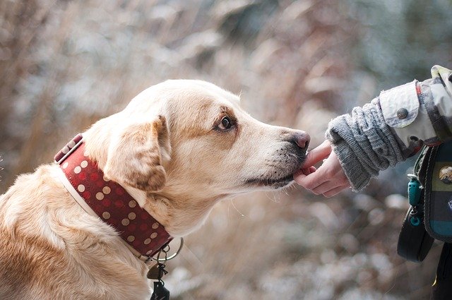 Top 5 Ways to Strengthen your Dog’s Bone that Effectively Works