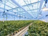 Becoming Hemp Breeder and Cultivator: Hemp guides