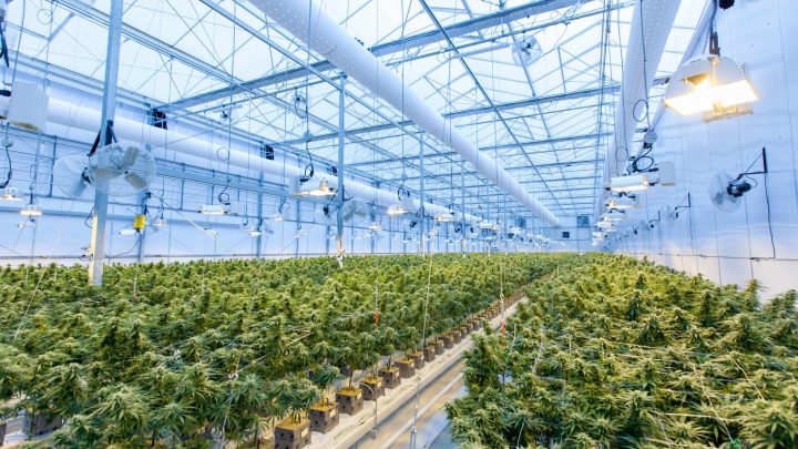 Becoming Hemp Breeder and Cultivator: Hemp guides